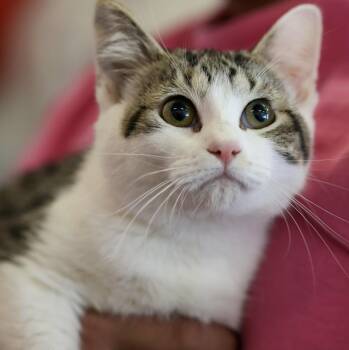 Domestic Short Hair Cats Available for Adoption - **Cat Cafe** Minnim | PetCurious