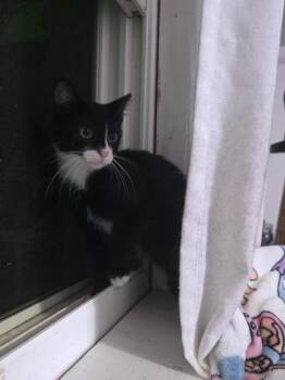 Dalton -  Domestic Short Hair Cat for Adoption in Berwick, Pennsylvania - Dalton | PetCurious