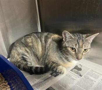 Domestic Short Hair Cats Available for Adoption in Houston, Texas - A654436 | PetCurious