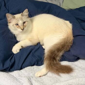Charlie -  Siamese Cat for Adoption in Mount Vernon, Arkansas - Charlie | PetCurious