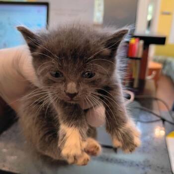 Lil Tunechi -  Domestic Short Hair Cat for Adoption in Lynchburg, Virginia - Lil Tunechi | PetCurious