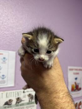 61256824 -  Domestic Short Hair Cat for Adoption in El Paso, Texas - 61256824 | PetCurious