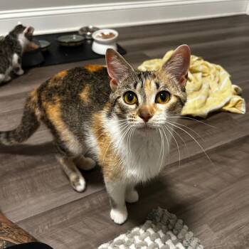 Deb -  Domestic Medium Hair Cat for Adoption in Oak Ridge, Tennessee - Deb | PetCurious