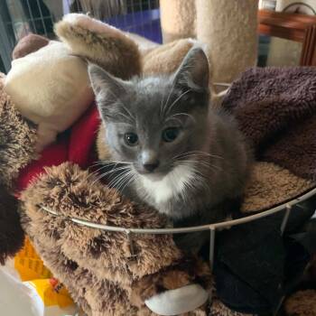 Domestic Short Hair Cats Available for Adoption in Dekalb, Illinois - Carlile | PetCurious