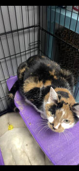 Rescue Calico and Domestic Short Hair Cats for Adoption in Georgetown, Kentucky - Sycamore | PetCurious