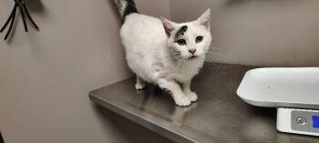 Dottie -  Domestic Short Hair Cat for Adoption in Osseo, Michigan - Dottie | PetCurious