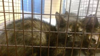 Rescue Domestic Short Hair Cats for Adoption in Doral, Florida - MICHI | PetCurious