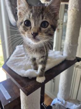 Carl -  Tabby Cat Available for Adoption in The Dalles, Oregon - Carl | PetCurious