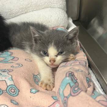 George -  Domestic Short Hair Cat for Adoption in Springfield, Illinois - George | PetCurious