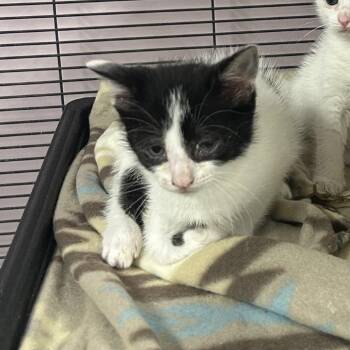 Gar -  Domestic Short Hair Cat for Adoption in Binghamton, New York - Gar | PetCurious