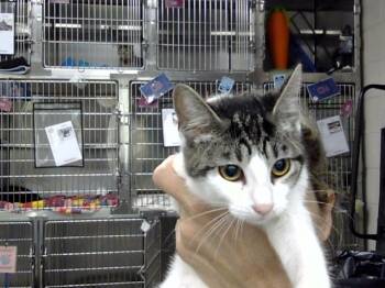 OREO -  Domestic Short Hair Cat for Adoption in Pasadena, Texas - OREO | PetCurious