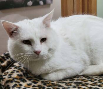 Domestic Short Hair Cats Available for Adoption - Alfredo | PetCurious