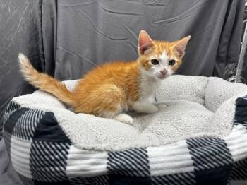 A122018 -  Domestic Short Hair Cat for Adoption in Grovetown, Georgia - A122018 | PetCurious