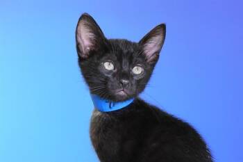MILTON -  Domestic Short Hair Cat Available for Adoption in Fort Lauderdale, Florida - MILTON | PetCurious