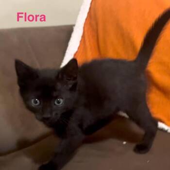 Flora -  Domestic Short Hair Cat for Adoption in Philadelphia, Pennsylvania - Flora | PetCurious