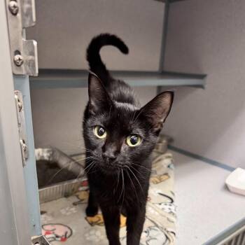 Karlee -  Domestic Short Hair Cat for Adoption in Waterloo, Iowa - Karlee | PetCurious
