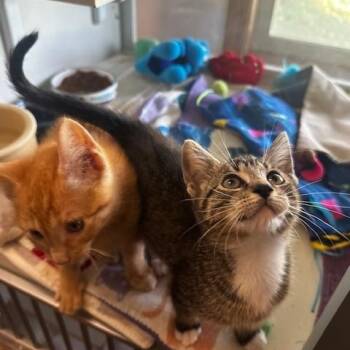 Woods and Whimsy -  Domestic Short Hair Cat for Adoption in Hutchinson, Minnesota - Woods And Whimsy | PetCurious