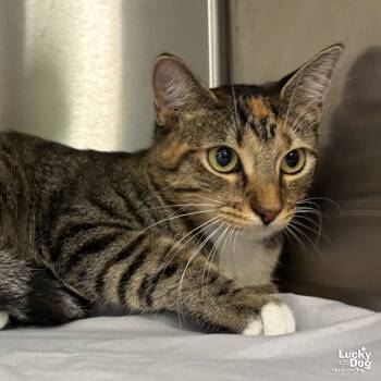 Rescue Domestic Short Hair Cats for Adoption in Washington, District Of Columbia - Tamagotchi | PetCurious