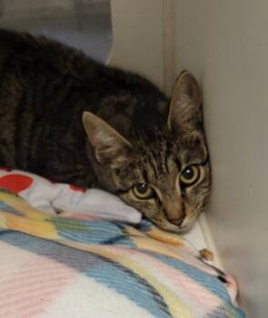 Domestic Short Hair Cats Available for Adoption in Windsor, Connecticut - 152-Thistle | PetCurious
