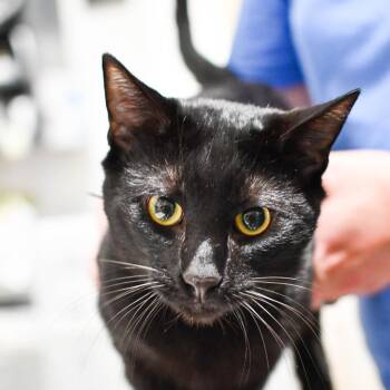 Domestic Short Hair Cats Available for Adoption - Jett 2 | PetCurious