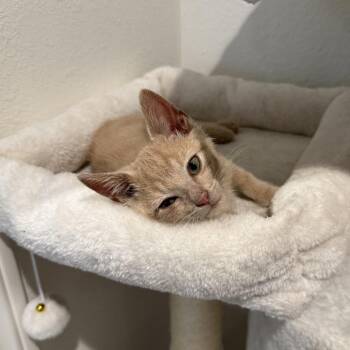 Champ -  Domestic Short Hair Cat for Adoption in Tustin, California - Champ | PetCurious
