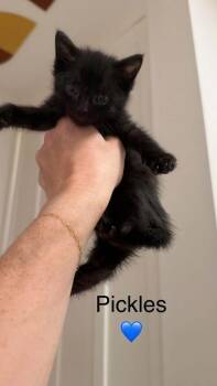 Piper Bonded Pair -  Domestic Short Hair Cat for Adoption in Chicago, Illinois - Piper Bonded Pair | PetCurious