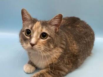 Flo -  Domestic Short Hair Cat for Adoption in Woodbury, Minnesota - Flo | PetCurious