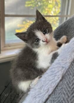 Suki -  Domestic Short Hair Cat for Adoption in Pocatello, Idaho - Suki | PetCurious