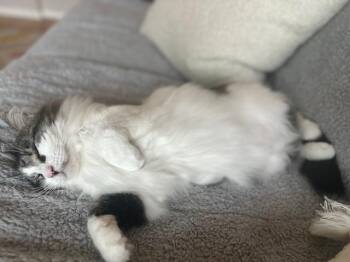 Domestic Long Hair Cats Available for Adoption in Frisco, Texas - Theo **COURTESY POST**CONTACT OWNER DIRECTLY** | PetCurious