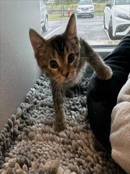 ICED DUNKALATTE -  Domestic Short Hair Cat for Adoption in Leesburg, Virginia - ICED DUNKALATTE | PetCurious