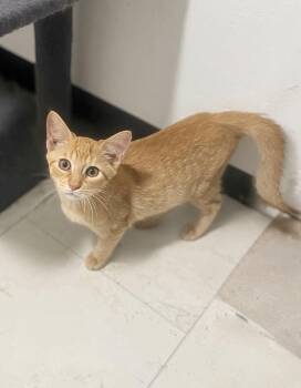 Citrine -  Domestic Short Hair Cat for Adoption in Austin, Texas - Citrine | PetCurious