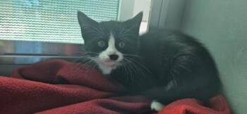 Boots -  Domestic Short Hair Cat for Adoption in Edgewood, New Mexico - Boots | PetCurious