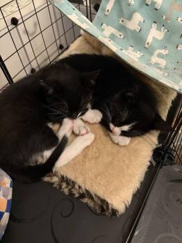 Blackberry -  Domestic Short Hair Cat for Adoption in Chicago, Illinois - Blackberry | PetCurious