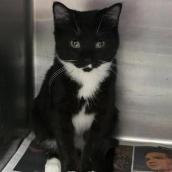 Domestic Short Hair Cats Available for Adoption in St. Louis, Missouri - HICCUP | PetCurious