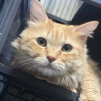 Zipcode -  Domestic Long Hair Cat for Adoption in Saugerties, New York - Zipcode | PetCurious