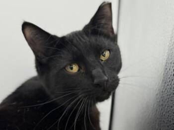Domestic Short Hair Cats Available for Adoption - J.R. | PetCurious