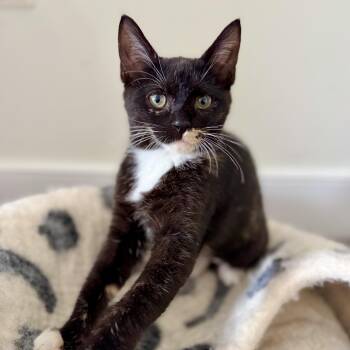 Lola -  Tuxedo and Tortoiseshell Cat for Adoption in UNIVERSITY PA, Maryland - Lola | PetCurious