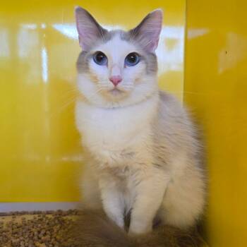 Duchess -  Ragdoll and Domestic Short Hair Cat for Adoption in Abilene, Texas - Duchess | PetCurious
