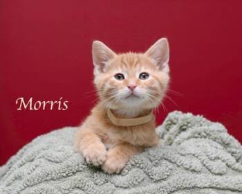 Domestic Short Hair Cats Available for Adoption in Parma, Ohio - Morris | PetCurious