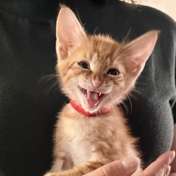 Domestic Short Hair and Tabby Cats Available for Adoption in Greensboro, Georgia - Zeppelin- Athens, GA | PetCurious