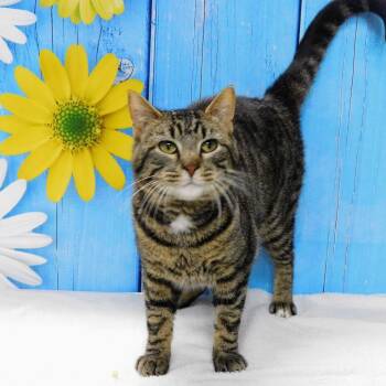 Domestic Short Hair Cats Available for Adoption in Peoria, Illinois - Howie | PetCurious