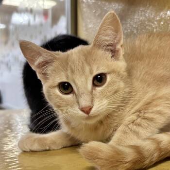 Lumien -  Domestic Short Hair Cat for Adoption in Sonora, California - Lumien | PetCurious