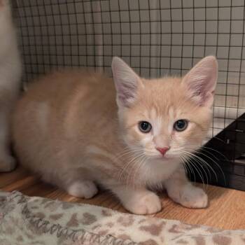 Domestic Short Hair Cats Available for Adoption in Boerne, Texas - Caramel Drizzle | PetCurious