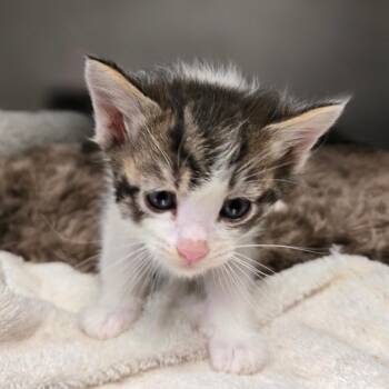 Dewey -  Domestic Short Hair Cat Available for Adoption in San Jacinto, California - Dewey | PetCurious