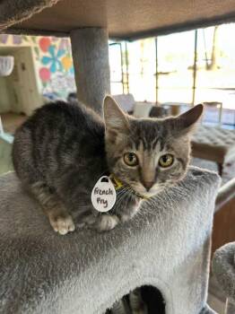 French Fry 3 -  Domestic Short Hair Cat for Adoption in Tucson, Arizona - French Fry 3 | PetCurious