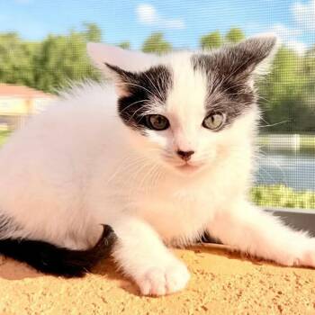 Inkpot -  Domestic Short Hair Cat for Adoption in Orlando, Florida - Inkpot | PetCurious