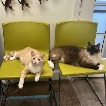 Domestic Long Hair and Ragdoll Cats Available for Adoption - Luigi | PetCurious
