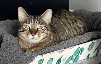 Mora -  Domestic Short Hair Cat for Adoption in Calgary, Alberta - Mora | PetCurious