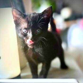 Oakley 10 -  Domestic Short Hair Cat for Adoption in Austin, Texas - Oakley 10 | PetCurious