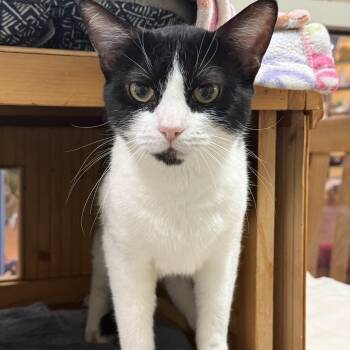 Domestic Short Hair Cats Available for Adoption in Reading, Vermont - East | PetCurious